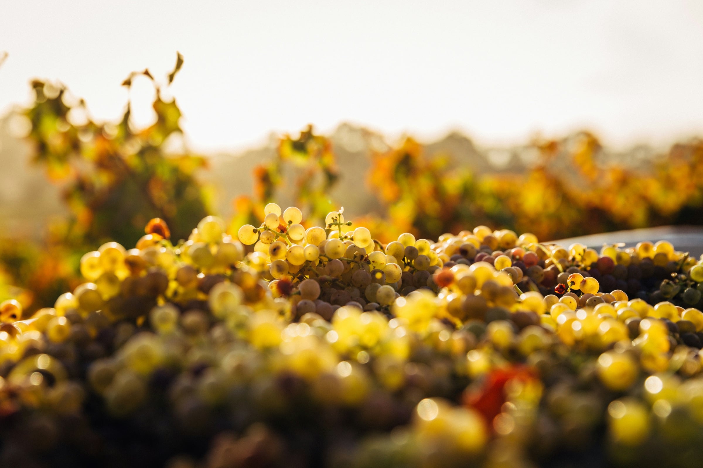 Welcome to Pound Ridge Wines and Spirits